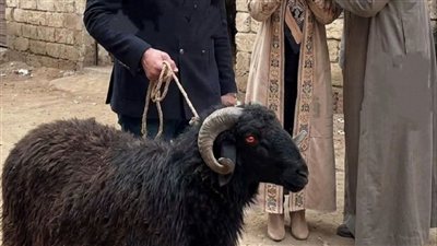 طلب مني زوجي الذهاب معاه لشراء خروف 